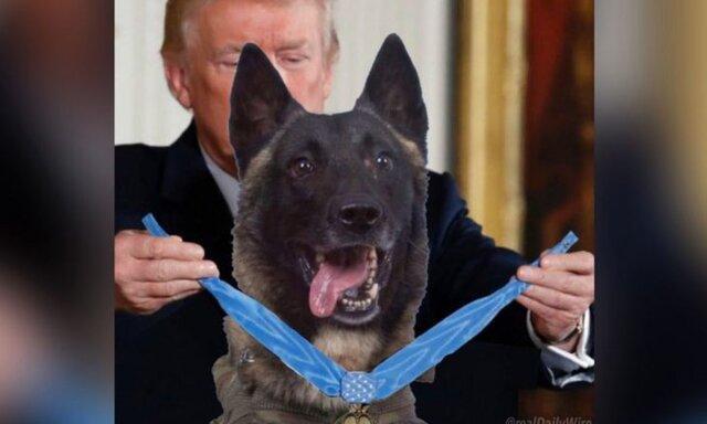 ترامپ در حال تقدیر از سگ شرکت کننده در عملیات کشته شدن بغدادی!